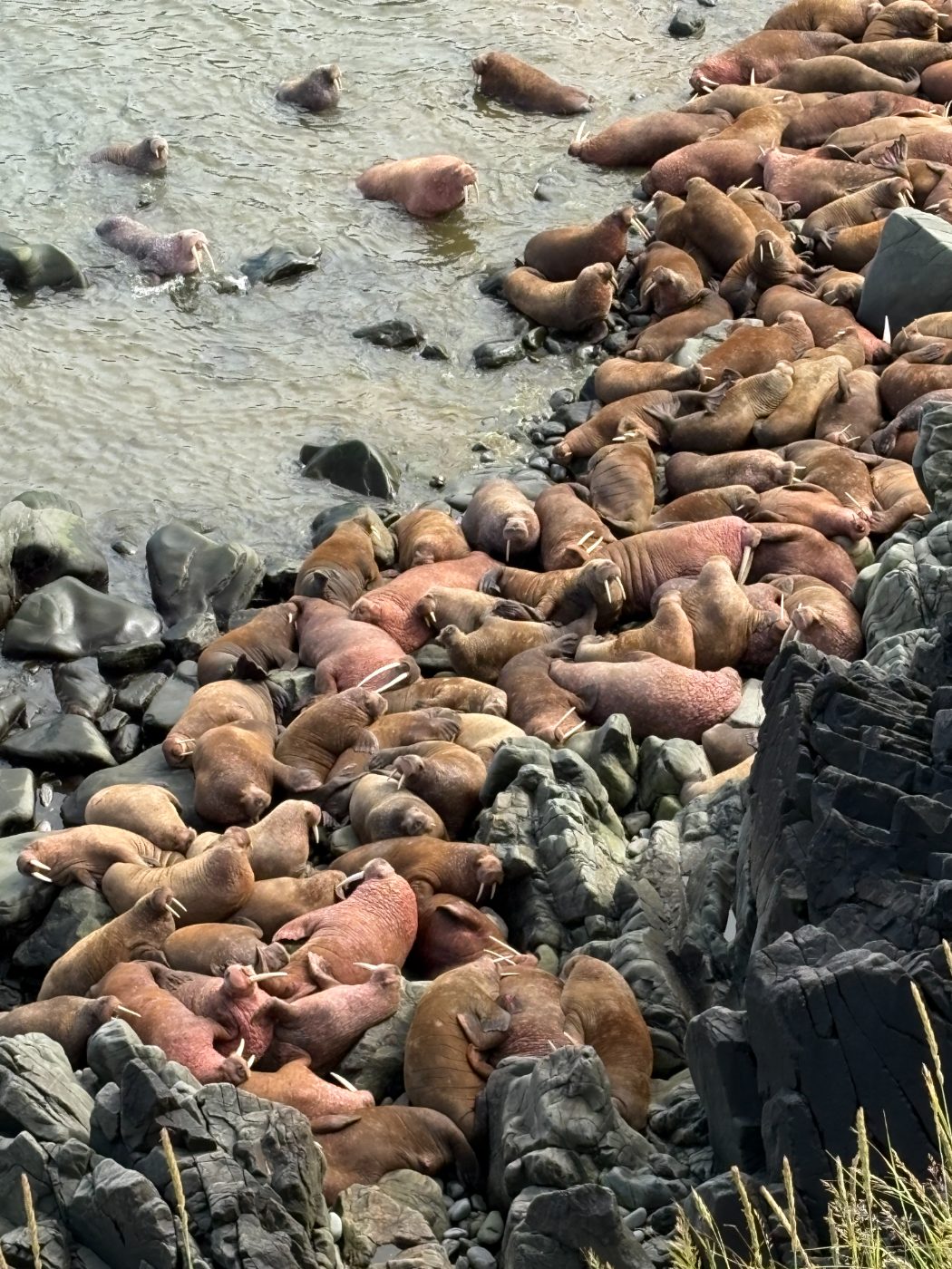 Round Island walrus